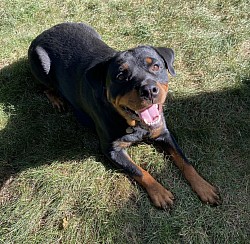 402’s Olive Raven. Female Rottweiler, 2 years old. 402ROTTS