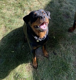 402’s Olive Raven. Female Rottweiler, 2 years old. 402ROTTS