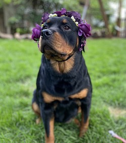 402’s Olive Raven. Female Rottweiler 2 years old. 402ROTTS