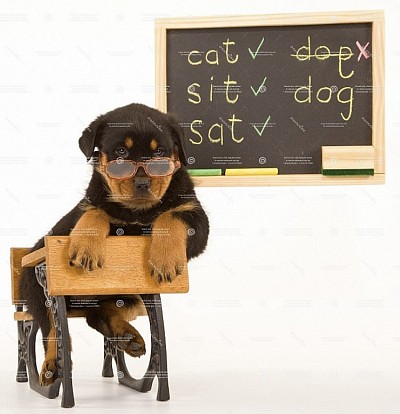 Rottie student