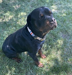 Jemar’s Popeye. Male Rottweiler, 2 Years old. 402ROTTS